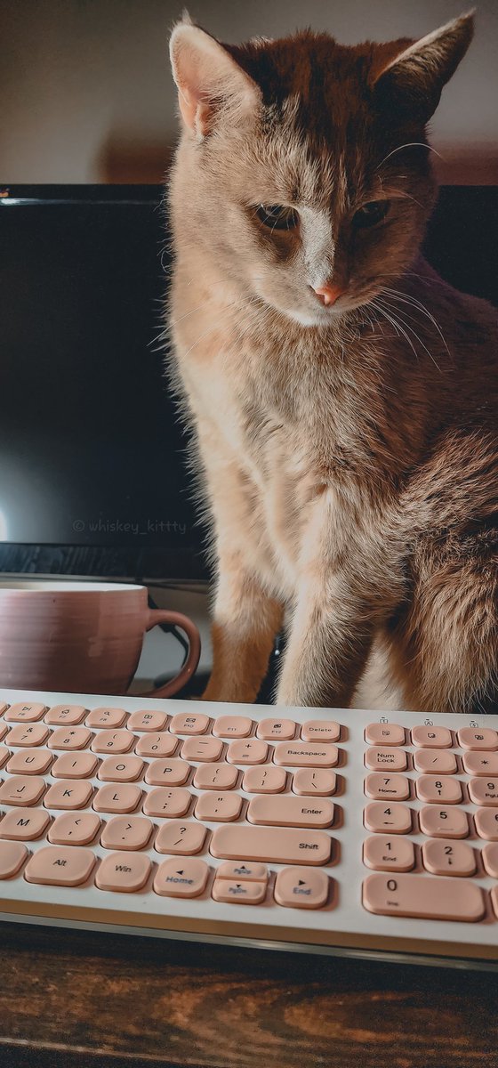 ☕️🧡📸✍️✨️

#CatsAreFamily #CatsOfTwitter #CatsOnTwitter #CatsofTwittter #cat
