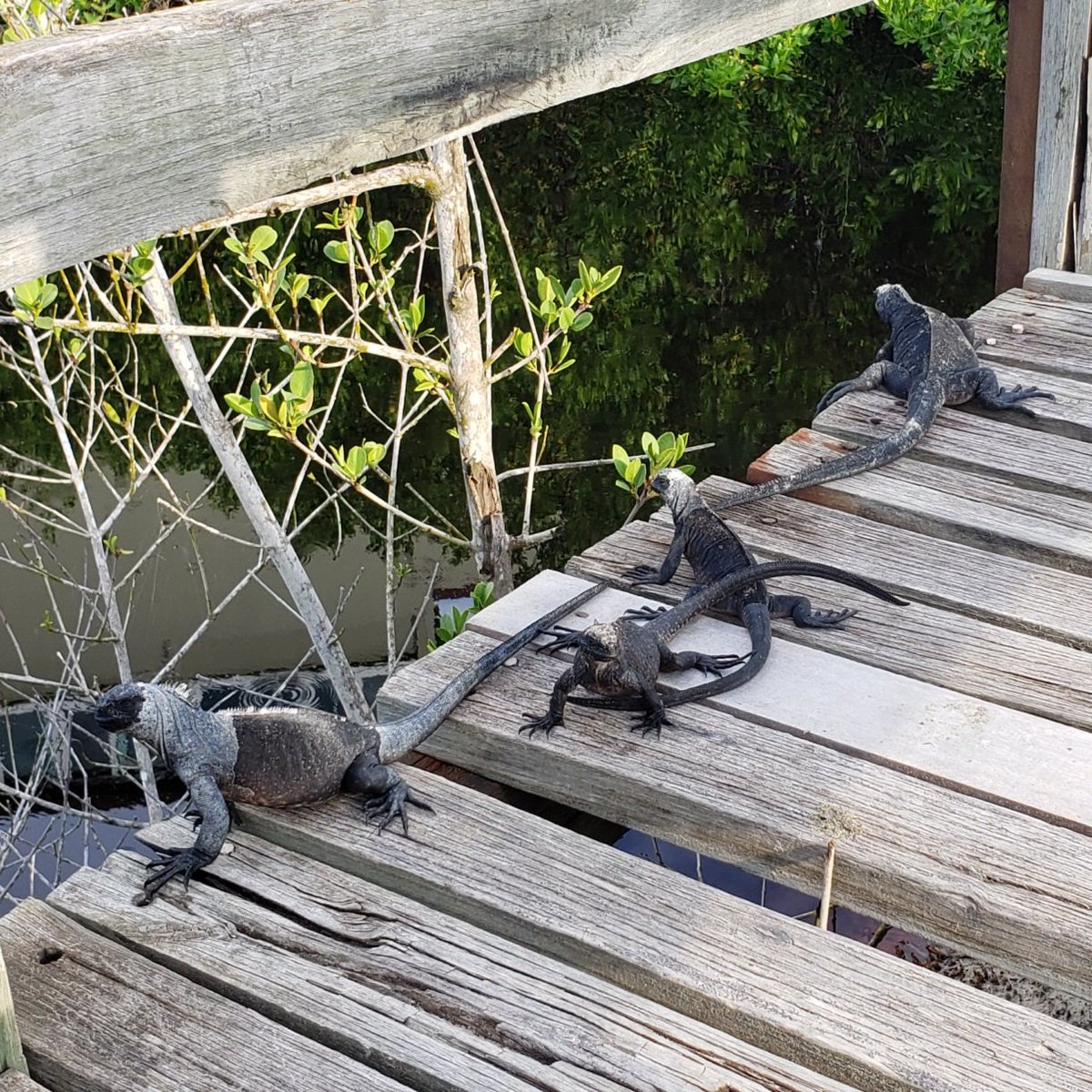 Just some #marineiguanas staring at #flamingoes. Life in the #galapagos