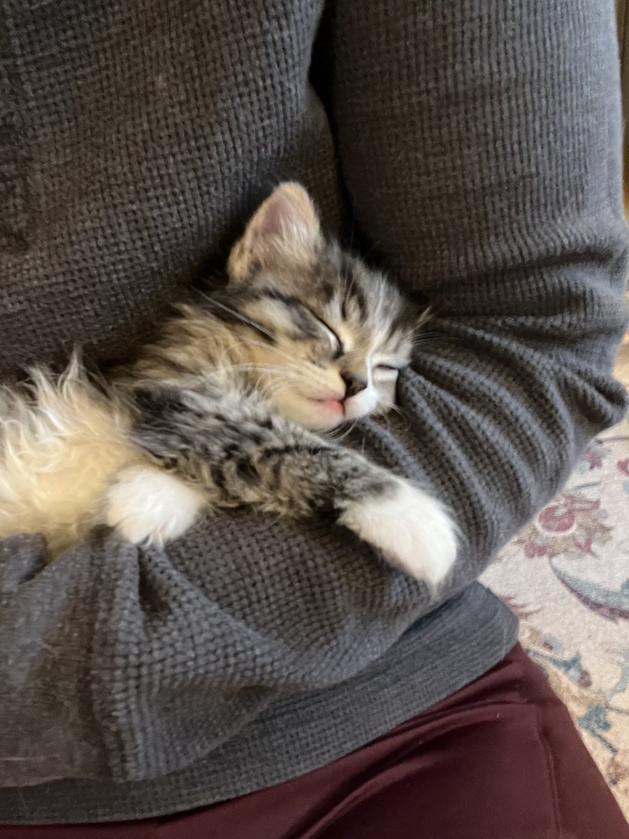 bess_clement's tweet photo. I’m going to get Peaches a kitten. This kitten. Definitely for Peaches and not at all for me. https://t.co/XUYEA7tLpg