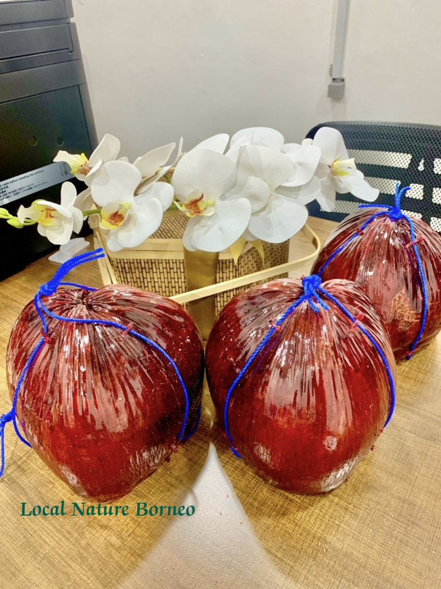Borneo_local's tweet photo. Pasu Sabut sebagai hadiah persahabatan..
#localnatureborneo
#peminatbungaorkid
#hiasandalamrumah
#indoorplant https://t.co/6FnOUs8hoa