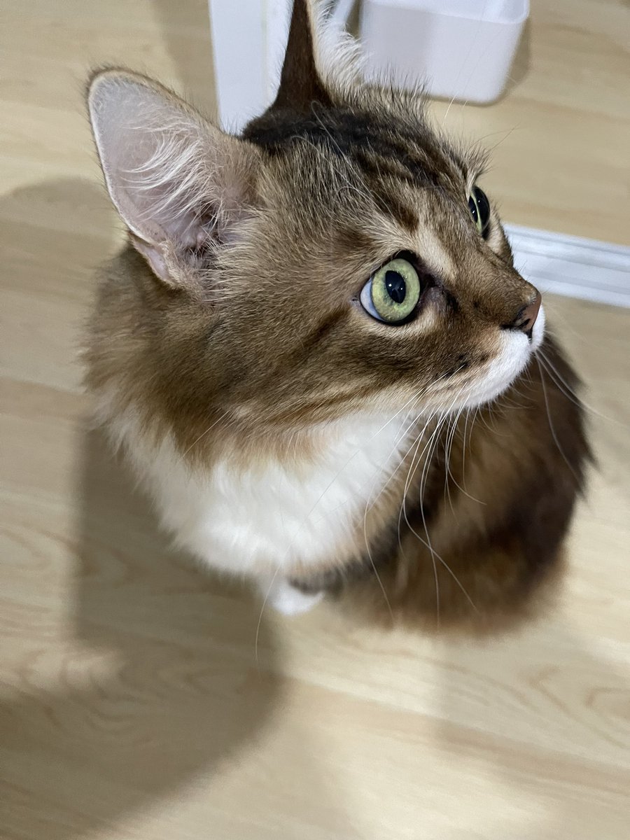 I’m still Hooman 
#NFTCommunity