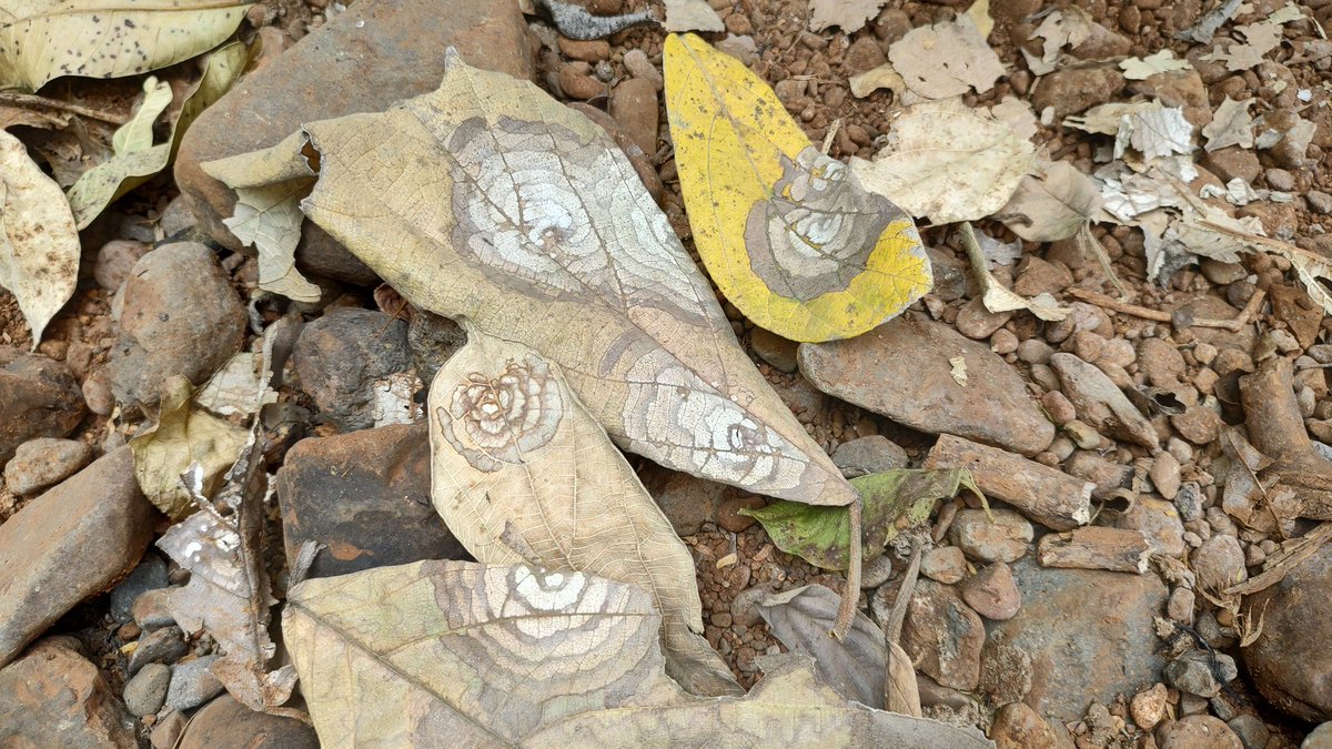 ForOikos's tweet image. Why &apos;eco&apos; vs &apos;development&apos; ?? 
Let&apos;s create #ecoalternatives #ecodevelopment plans for all sorts of infrastructure !