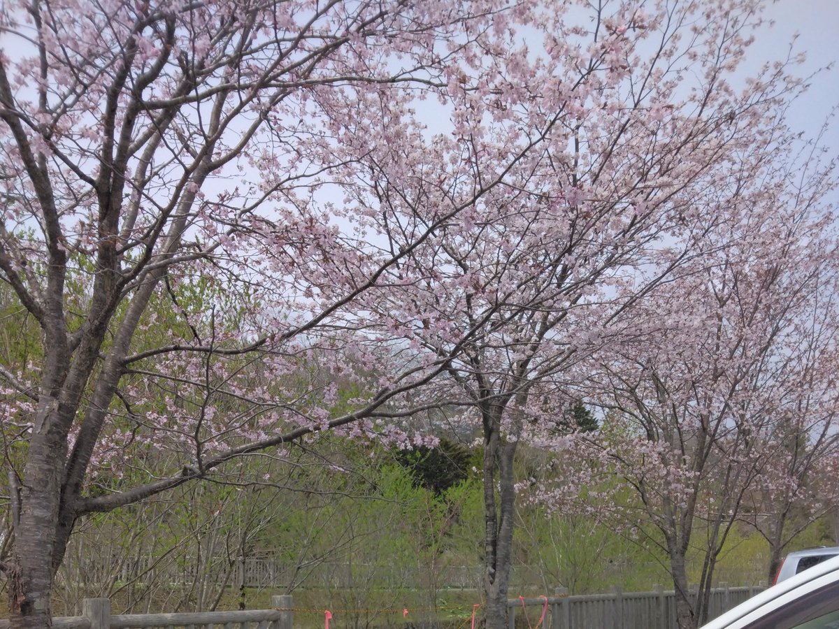 vwoodtk's tweet photo. 4月28日の亀田記念公園

これって桜は咲きかけ？それとも散りかけてるのかな？

#北海道
#室蘭・登別 https://t.co/B9yAKcfHXD