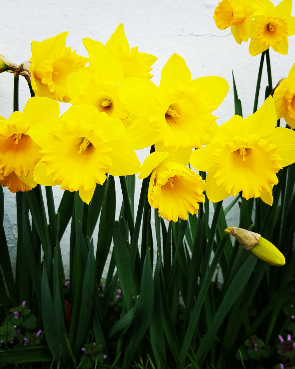 lesaylmer's tweet photo. @TheSneakyLens Flowers in Ireland 🌼 https://t.co/GCxax9WDme