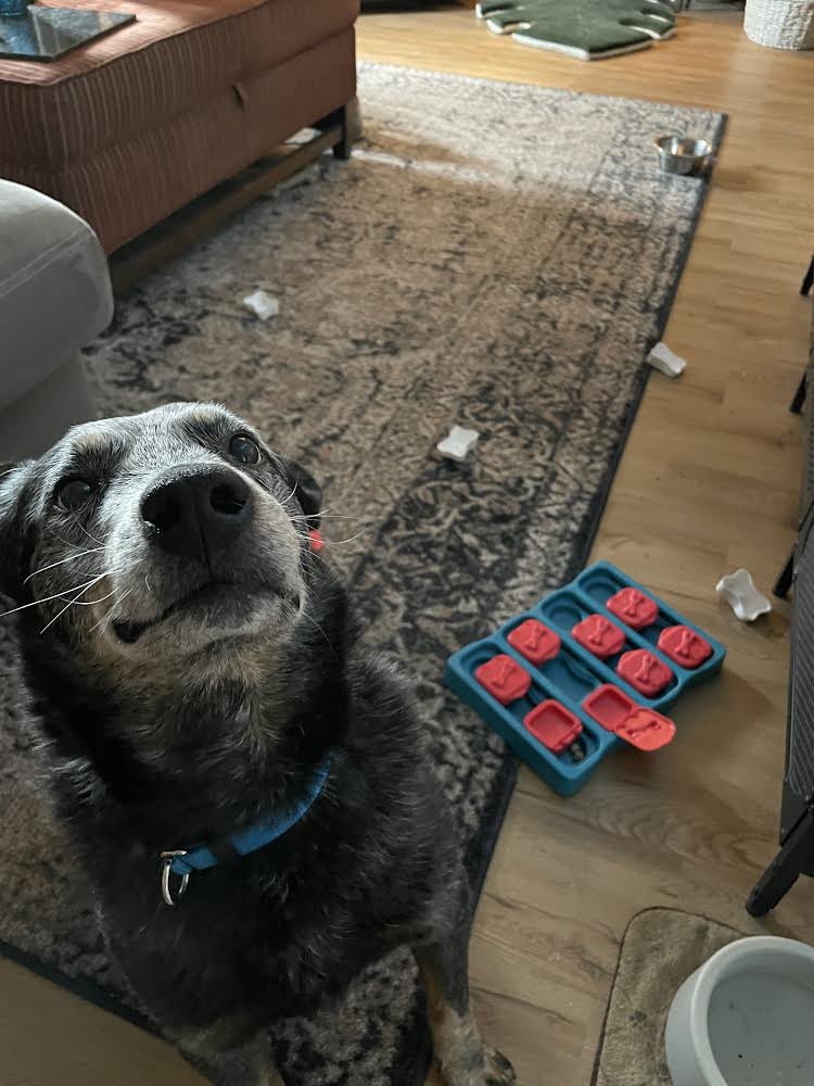 This sweet senior is Smokey, an 11 y/o Cattle Dog. Smokey is affectionate, house/crate trained, does well with other dogs and older children, and always loves a good cuddle session! ♥️ secondhandhounds.org/dogs-for-adopt…