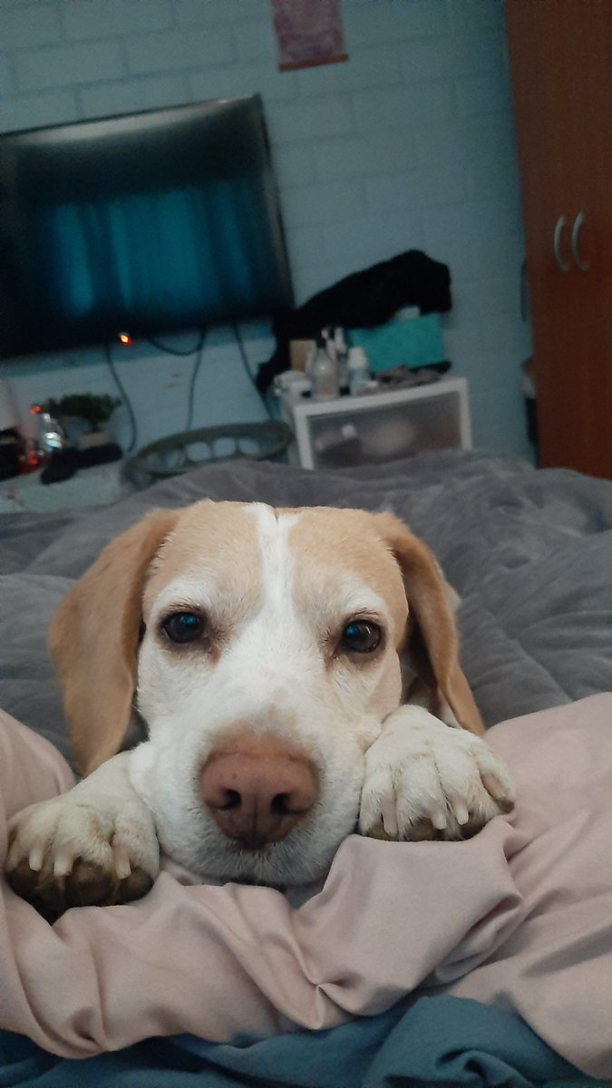 Tommy (@tommy__beagle) on Twitter photo 