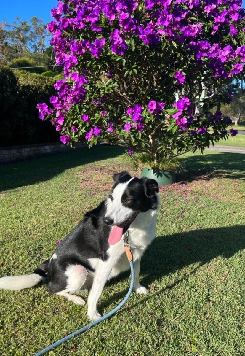K9cCrew's tweet photo. Stunning Frida is just the most gorgeous girl, inside and out!
#K9C_Frida #bordercollie #energetic #jeep #pettaxi #dogsofsydney #dogpark #bordercolliedog #k9concierge #northernbeaches #dogsofthenorthernbeaches #northernbeacheslove https://t.co/MxRo4PO8zL