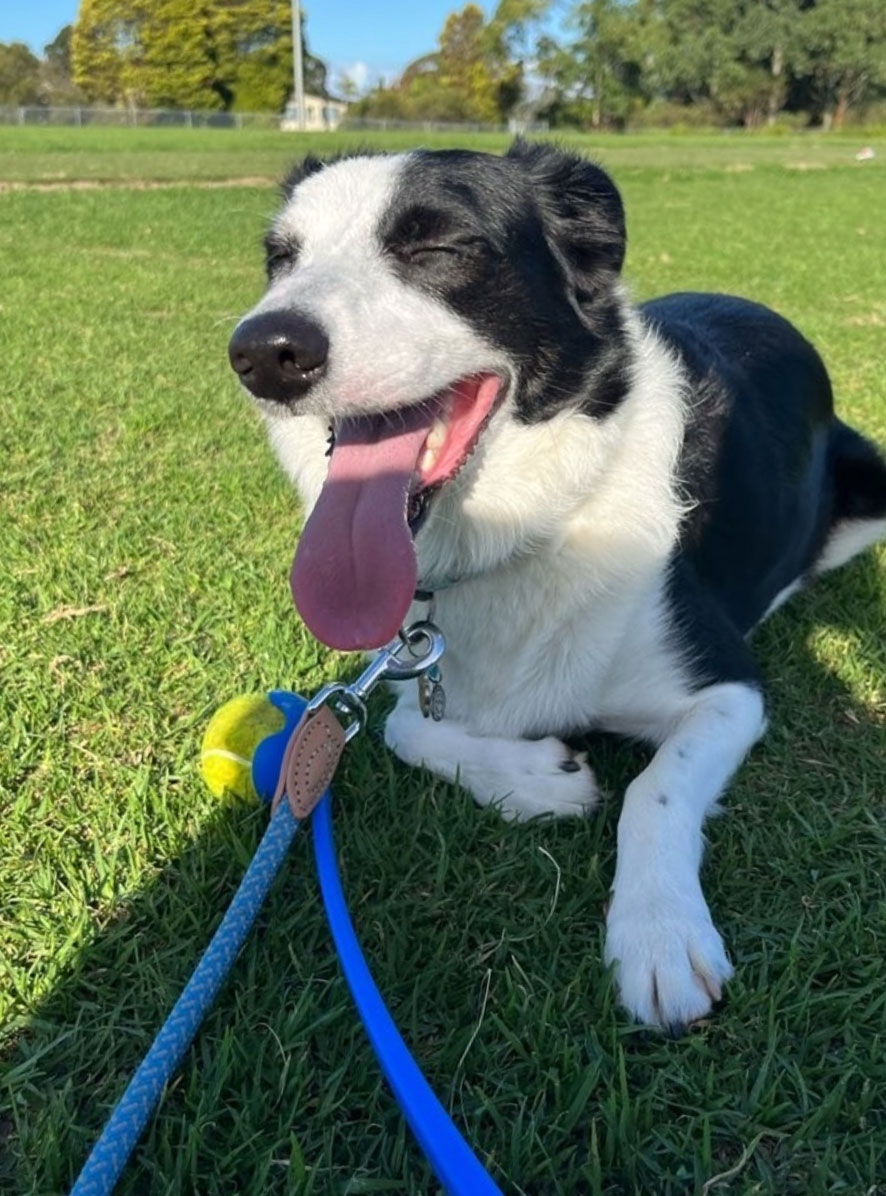 K9cCrew's tweet photo. Stunning Frida is just the most gorgeous girl, inside and out!
#K9C_Frida #bordercollie #energetic #jeep #pettaxi #dogsofsydney #dogpark #bordercolliedog #k9concierge #northernbeaches #dogsofthenorthernbeaches #northernbeacheslove https://t.co/MxRo4PO8zL