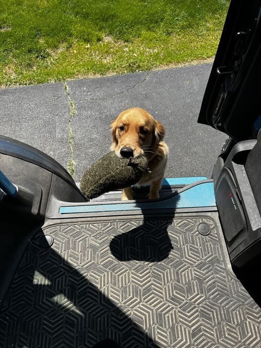 I deliver for Amazon and meet all kinds of sweet pups!
Today was the first time a golden greeted me at my van to play fetch 📷
#LabradorRetriever
#LabradorLove
#DogsofTwitter
#PuppyLove
#DogLife
#PetsofTwitter
#ManBestFriend
#Doggo
#GoodBoy
#FurFriend