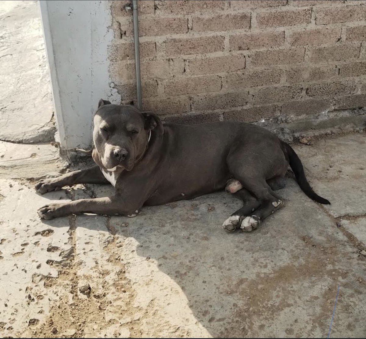 reevesmason1's tweet photo. RT @hidra881: Gente bonita otra ves dándoles lata se necesita hogar temporal o hogar definitivo este perrito lleva dos meses en la calle pero ya las personas que viven por ahí ya se molestaron por que no lo quieren por ahí 5532246708 solo whatsApp está n… https://t.co/WDy1dORjd4