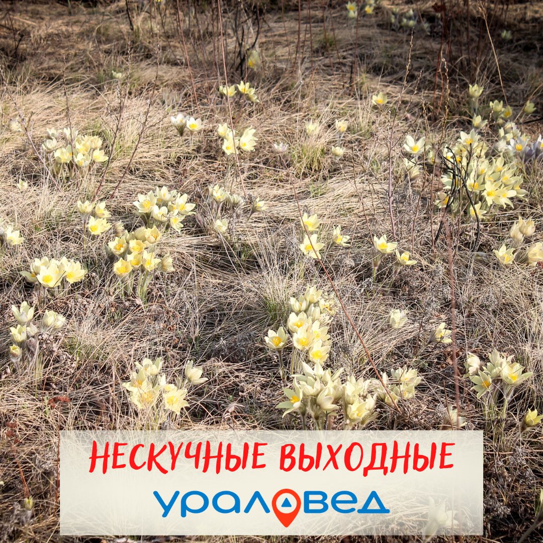 UraloVed's tweet photo. ✨ Как интересно провести выходные?
Перед вами несколько вариантов поездок со стартом из Екатеринбурга, а также несколько культурных событий.
https://t.co/lzniwXzqqJ https://t.co/7569NSYm9w