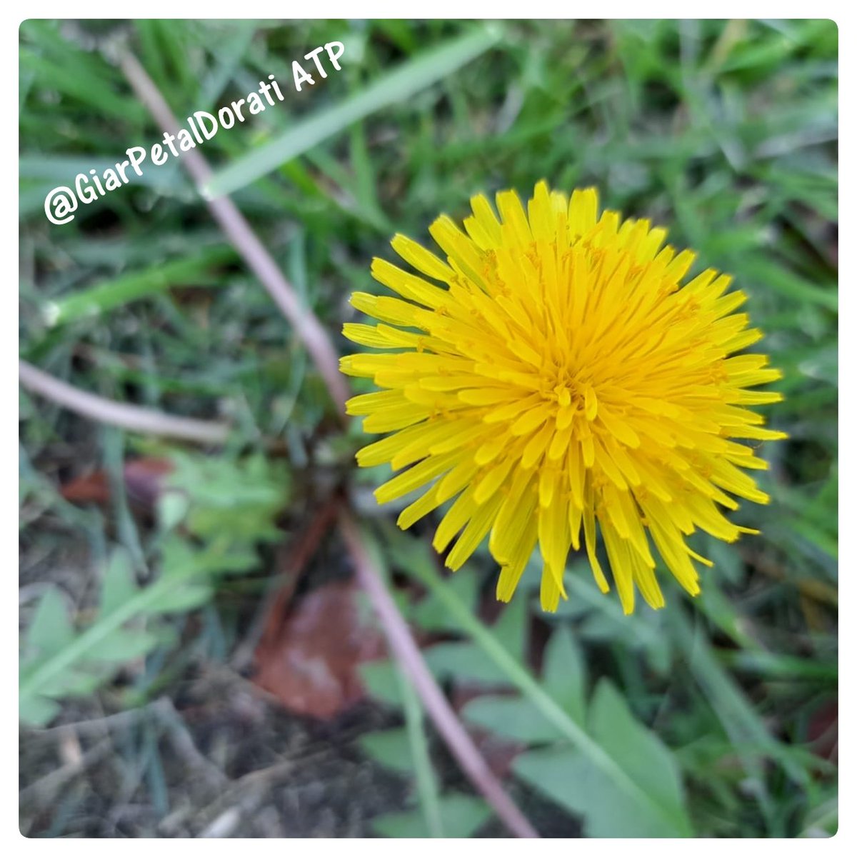 Emozioni distorte

ilgiardinodeipetalidorati.com
#GiarPetalDorati 
#psicologia #coaching #milano #lombardia #italia #mondo #filosofia #filosofiadivita #sociologia #europa #mente #menteattiva #libri #librerie #frasi #terra #biblioteche