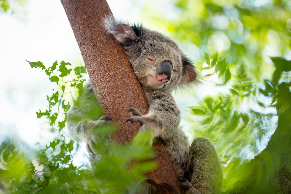 🐨 Don’t get caught napping – Koala Community Grants closing soon! 🚨 Round 2 of the Saving Koalas Fund community grants is now open, with funding to protect and restore koala habitats in Queensland, NSW and ACT. But hurry, applications close May 9th! business.gov.au/skfc