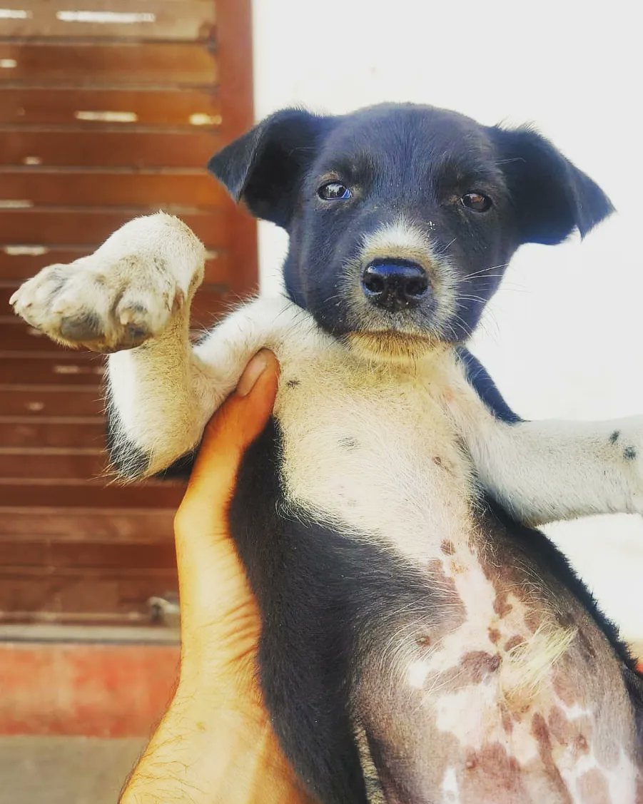 kaalicharan's tweet photo. This adorable puppy, only about a month old, was found abandoned on the street - all alone. #Haldwani 
https://t.co/eCKkRYegDE

Know anyone looking to add a furry friend to their family? 📞 7668822160 to adopt your own bundle of joy! 🐶❤️ 

#adoptdontshop 

RT! https://t.co/e90elKUOOs