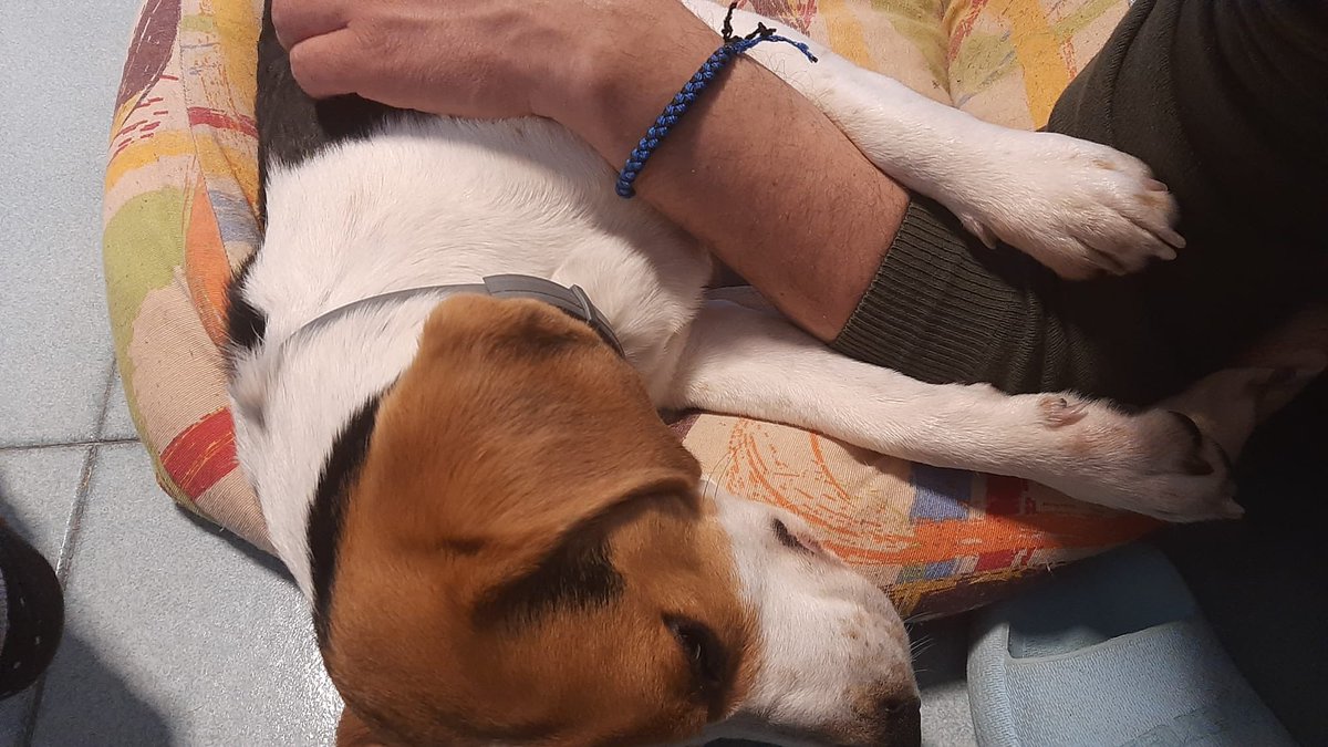 #beagle #dog #Charlie #canidivertenti #love