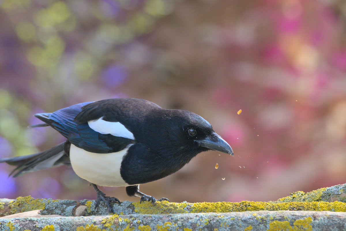 Friday Food Fest 🪱🎇 #Magpie in my #backyard 
-
#bird #birds #aves #birding #birdwatching #gardenbirds #backyardbirding #birdlovers #birdphotography #naturephotography #wildlifephotography #BBCWildlifePOTD #APPicoftheWeek #BirdsSeenIn2023 🇩🇪 #BirdTwitter #BirdsOfTwitter #nature