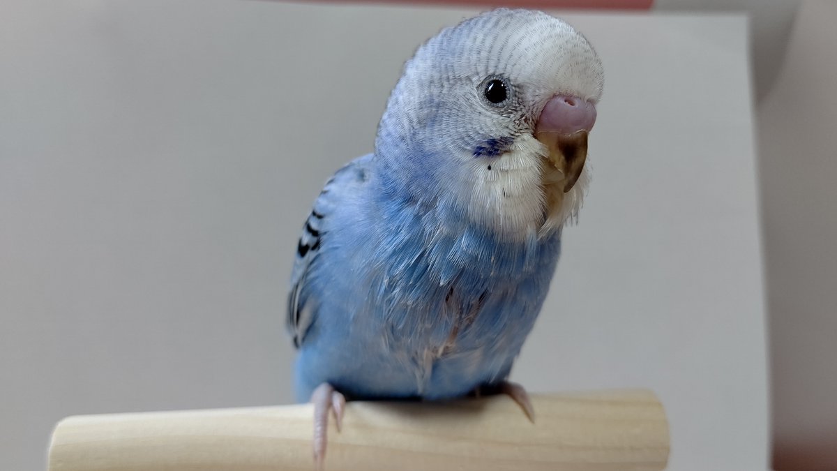 インコ飼いの八代弁の毒鳥の鳥さん@万年不遇勢とカルト耳鳴り🌗 tweet media