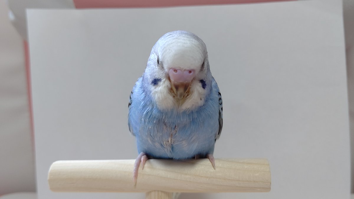 インコ飼いの八代弁の毒鳥の鳥さん@万年不遇勢とカルト耳鳴り🌗 tweet media