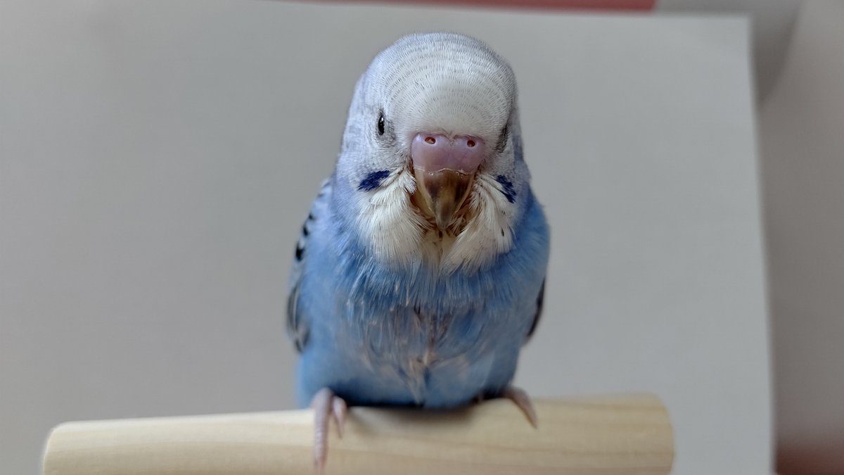 インコ飼いの八代弁の毒鳥の鳥さん@万年不遇勢とカルト耳鳴り🌗 tweet media