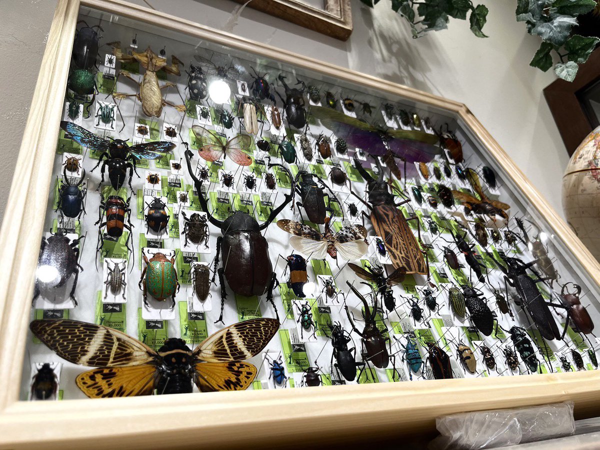 [ラストサマーセール❗️]昆虫標本コレクション まとめ売り4点セット ラストサマーセール❗️]昆虫標本コレクション まとめ売り4点セット