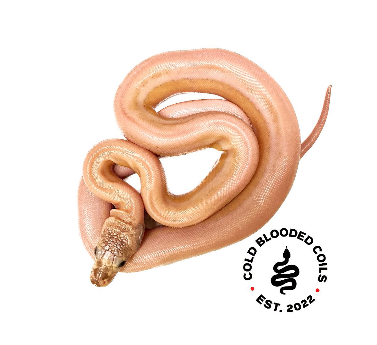 coldcoils1's tweet image. Reticulated pythons at Cold Blooded Coils coldbloodedcoils.co.uk #ReticulatedPython #PythonBreeder #SnakeLovers #ReptileCommunity #ExoticPets #ReptileKeeper #SnakesOfTwitter #HerpLife #ReptileLovers #Herpetology #PythonMorphs #Constrictors #retics