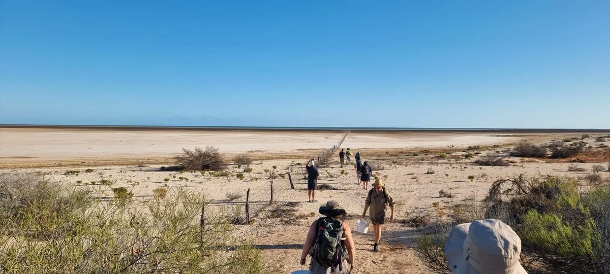 waoigc's tweet photo. Check out the amazing view that the @waoigc team and @Curtin_TrEnD recently got to see at #SharkBay! Renowned for their exceptional stromatolites, the team sampled a mix of microbial mat types, coquina shells, and saline water which was twice as salty as the oceans. @Geology_Ale https://t.co/UedkoJPYk6