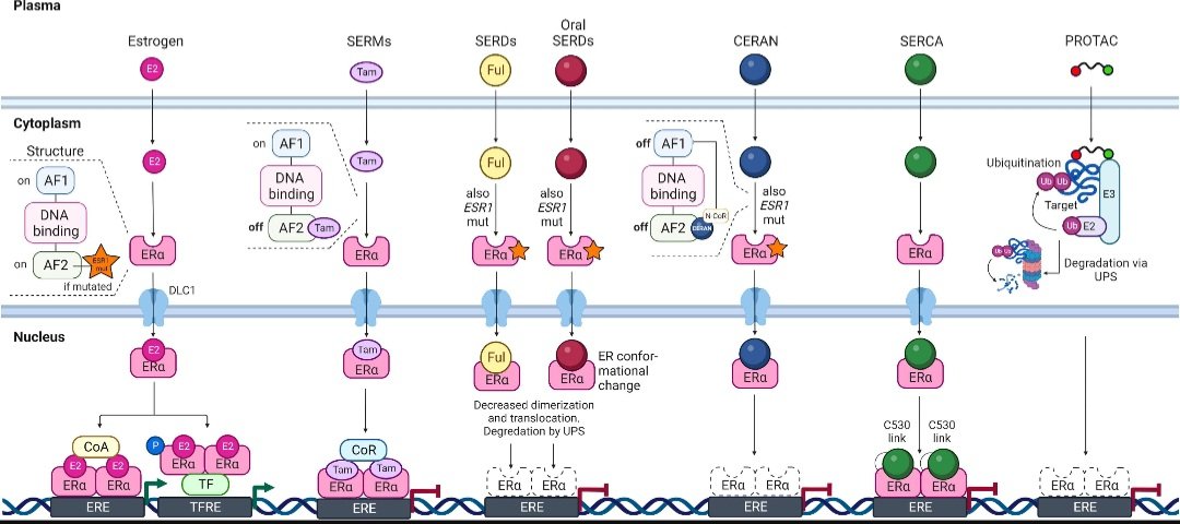 Novel endocrine therapies: What is next in estrogen receptor positive, HER2 negative breast cancer?

An excellent review👇
 cancertreatmentreviews.com/article/S0305-…