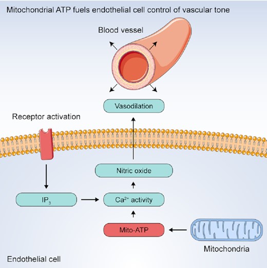 New in the current issue of @APS_Function: 'Mitochondrial ATP Production is Required for Endothelial Cell Control of Vascular Tone' by Wilson et al.

ow.ly/6jWc50NZgCe

#EndothelialCell  #mitochondria