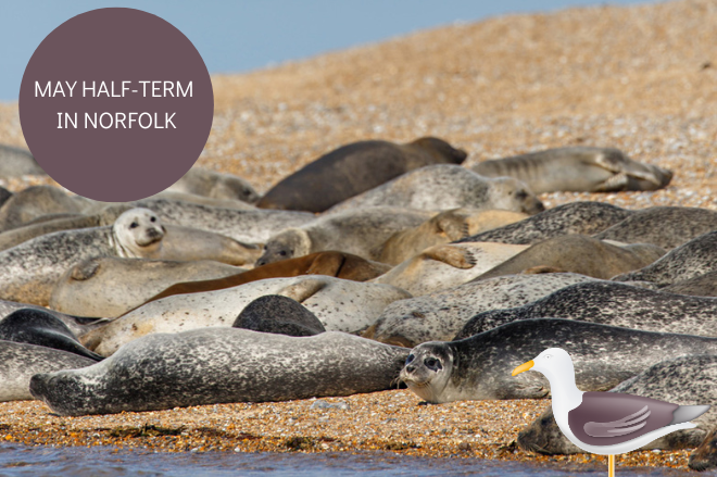 BestEscapes's tweet image. This May half-term, come and explore Norfolk. With 90 miles of coastline, there’s many beaches to discover and plenty of activities, including  boat trips to see the seals at Blakeney Point and crabbing in Well-next-the-sea Harbour. loom.ly/Z8FO134

📷 @vstnorthnorfolk