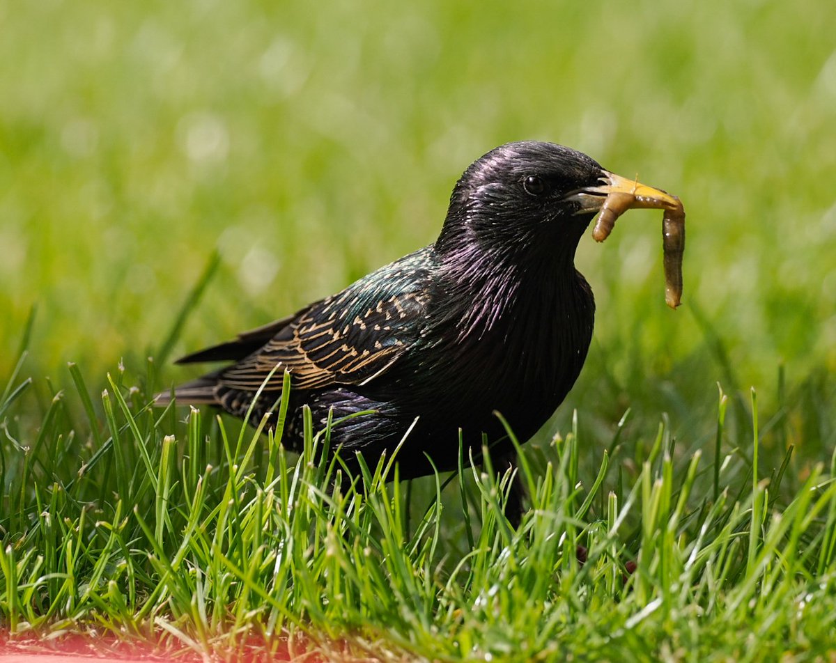 tomcdevon's tweet image. Yey they&apos;re back for their breakie! Around twenty and three sparrow chums. Feed up friends. Snuck some shots through the door. Plenty of grubs in there, crane flies? 
#urbanbirds #omsolutions #omsystems #birdphotography #devonphotographer #starlings