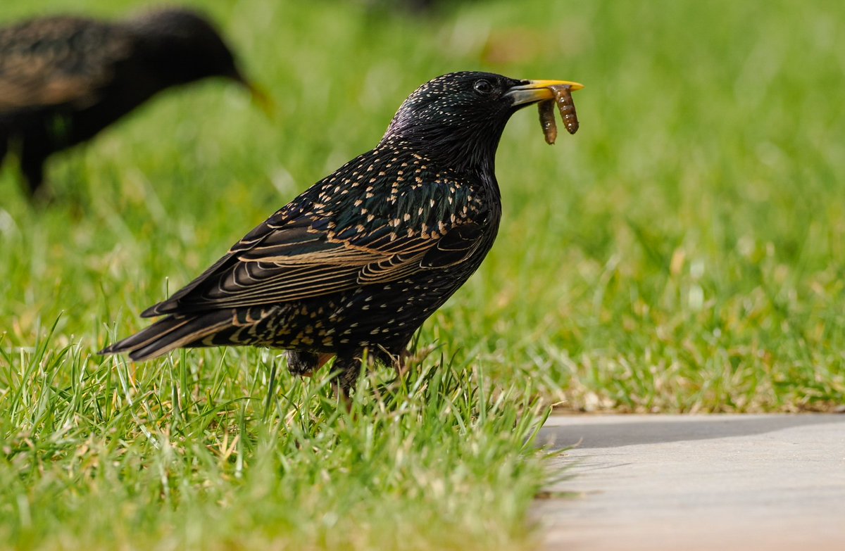 tomcdevon's tweet image. Yey they&apos;re back for their breakie! Around twenty and three sparrow chums. Feed up friends. Snuck some shots through the door. Plenty of grubs in there, crane flies? 
#urbanbirds #omsolutions #omsystems #birdphotography #devonphotographer #starlings