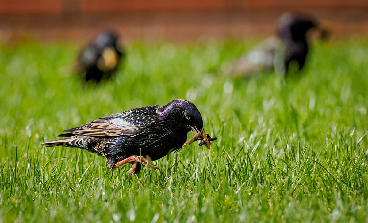 tomcdevon's tweet image. Yey they&apos;re back for their breakie! Around twenty and three sparrow chums. Feed up friends. Snuck some shots through the door. Plenty of grubs in there, crane flies? 
#urbanbirds #omsolutions #omsystems #birdphotography #devonphotographer #starlings