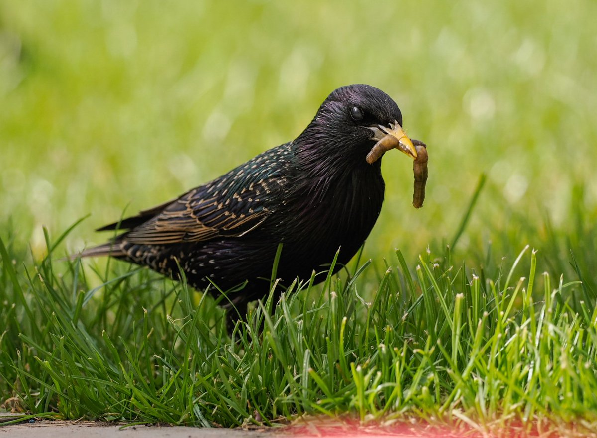 tomcdevon's tweet image. Yey they&apos;re back for their breakie! Around twenty and three sparrow chums. Feed up friends. Snuck some shots through the door. Plenty of grubs in there, crane flies? 
#urbanbirds #omsolutions #omsystems #birdphotography #devonphotographer #starlings