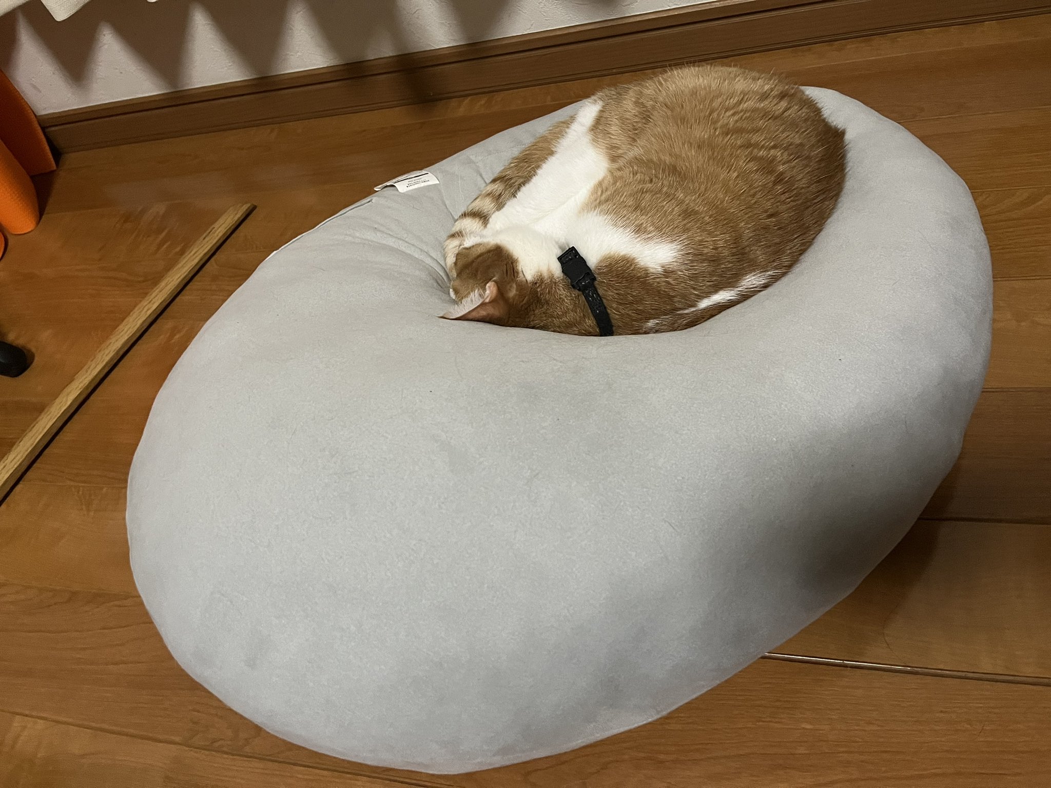 たあこ⭐︎ 🐈💕 (takukochan) / Twitter