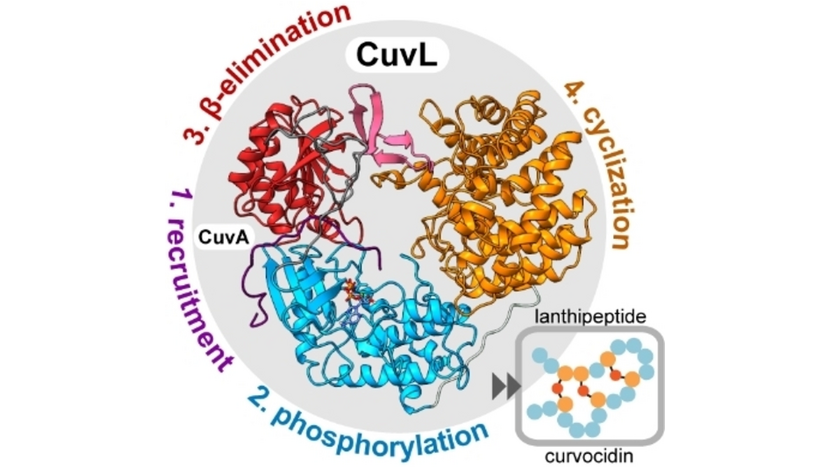 angew_chem's tweet photo. Discovery of the Lanthipeptide Curvocidin and Structural Insights into its Trifunctional Synthetase CuvL (Roderich D. Suessmuth and co-workers) @Suessmuth_Lab @Dobbek_SBBC_Lab @MartinsBertaM @MariaGlezViegas #openaccess thanks to #ProjektDEAL https://t.co/j5eqvzOMEM https://t.co/OnouKWvhiF