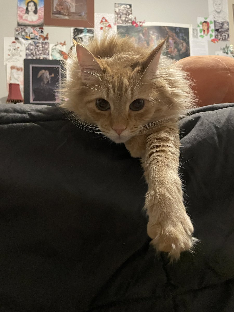 dis_aster_kane's tweet photo. Nami had surgery yesterday. It was unbelievably expensive and we still have some trial and error to find the root cause of her issues. Her medication side effects are pretty extreme so we are up early this morning😴😮‍💨 https://t.co/rRvc0KVGX6