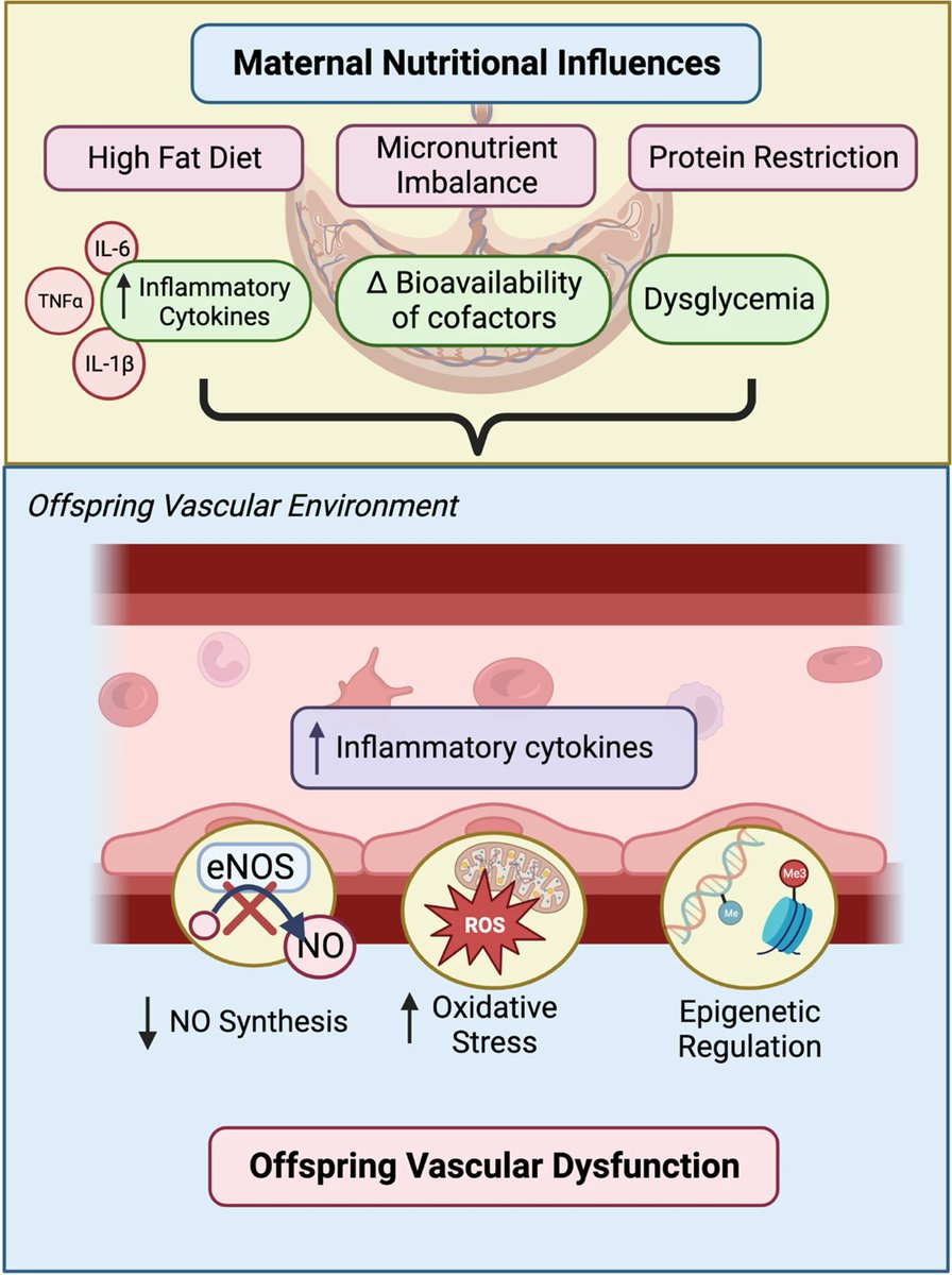 Pflugers Archiv - European Journal of Physiology (@pflugersarchiv) on Twitter photo Now we change the risk factor and talk about maternal #nutrition and effects on offspring #vascular function <a href="/TaylorRicci21/">Taylor Ricci</a> <a href="/AngelaMDevlin/">Angela Devlin</a> #SpecialIssue rdcu.be/daWGL Now we change the risk factor and talk about maternal #nutrition and effects on offspring #vascular function <a href="/TaylorRicci21/">Taylor Ricci</a> <a href="/AngelaMDevlin/">Angela Devlin</a> #SpecialIssue rdcu.be/daWGL
