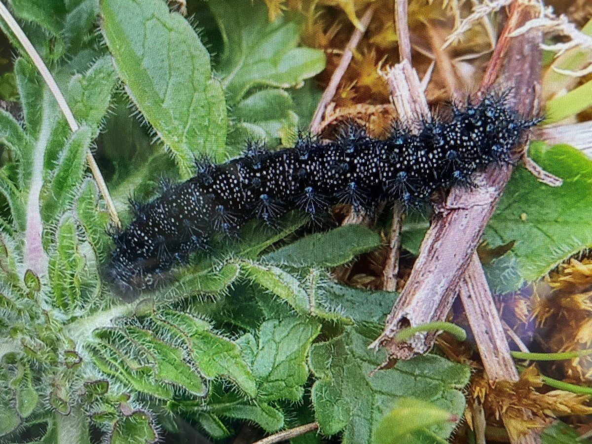 A Marsh Fritillary caterpillar has been found in a field near Rockley. This is the result of over a decade of nature restoration work across the Marlborough Downs. 
#spacefornature
#marlboroughdowns
#wiltshirewildlife
#Wiltshire
#MarshFritillaryCaterpillar 
#rarecaterpillars