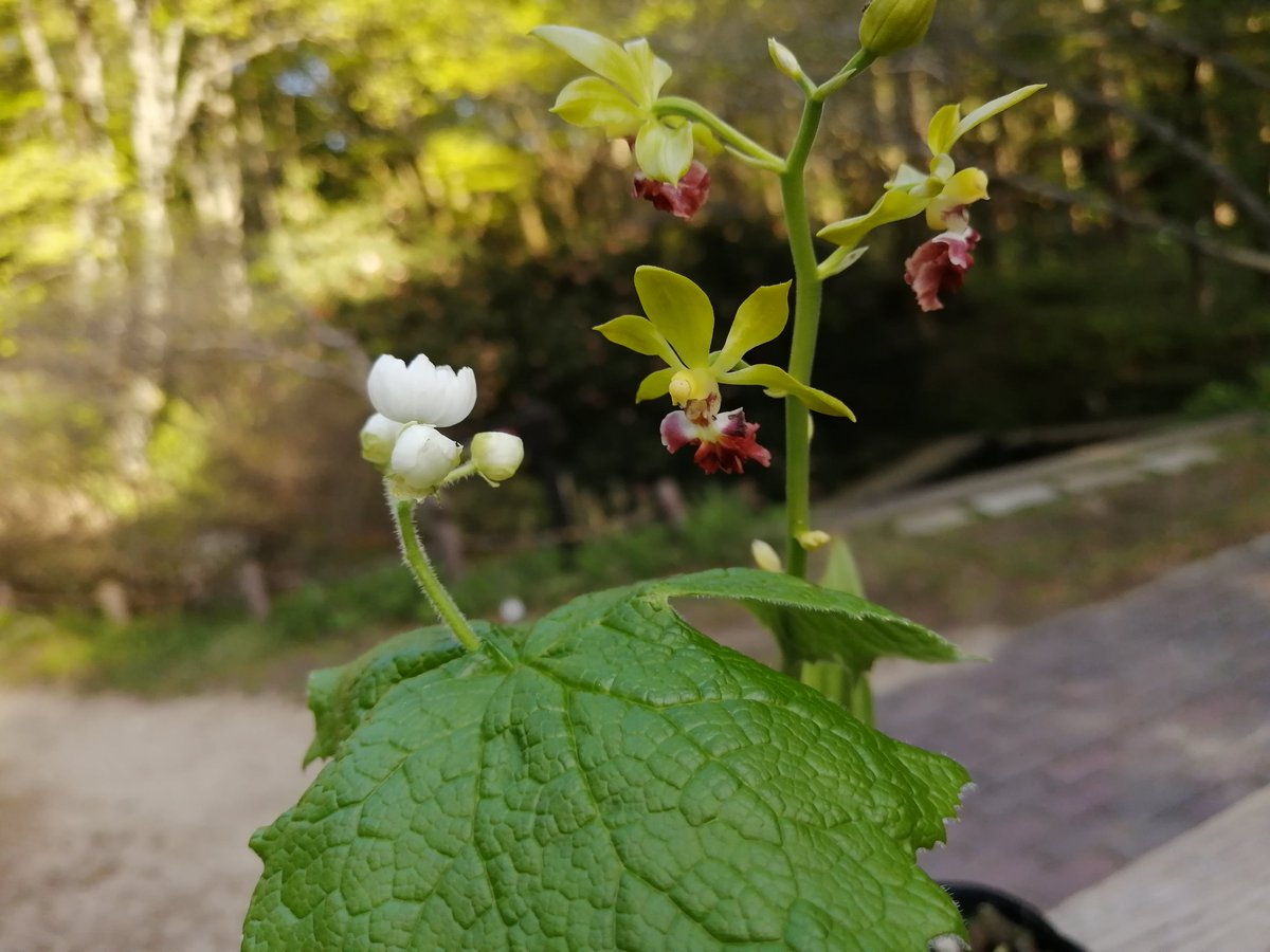 販売苗情報】 明日から開始の山野草売店の植物をいくつかご紹介