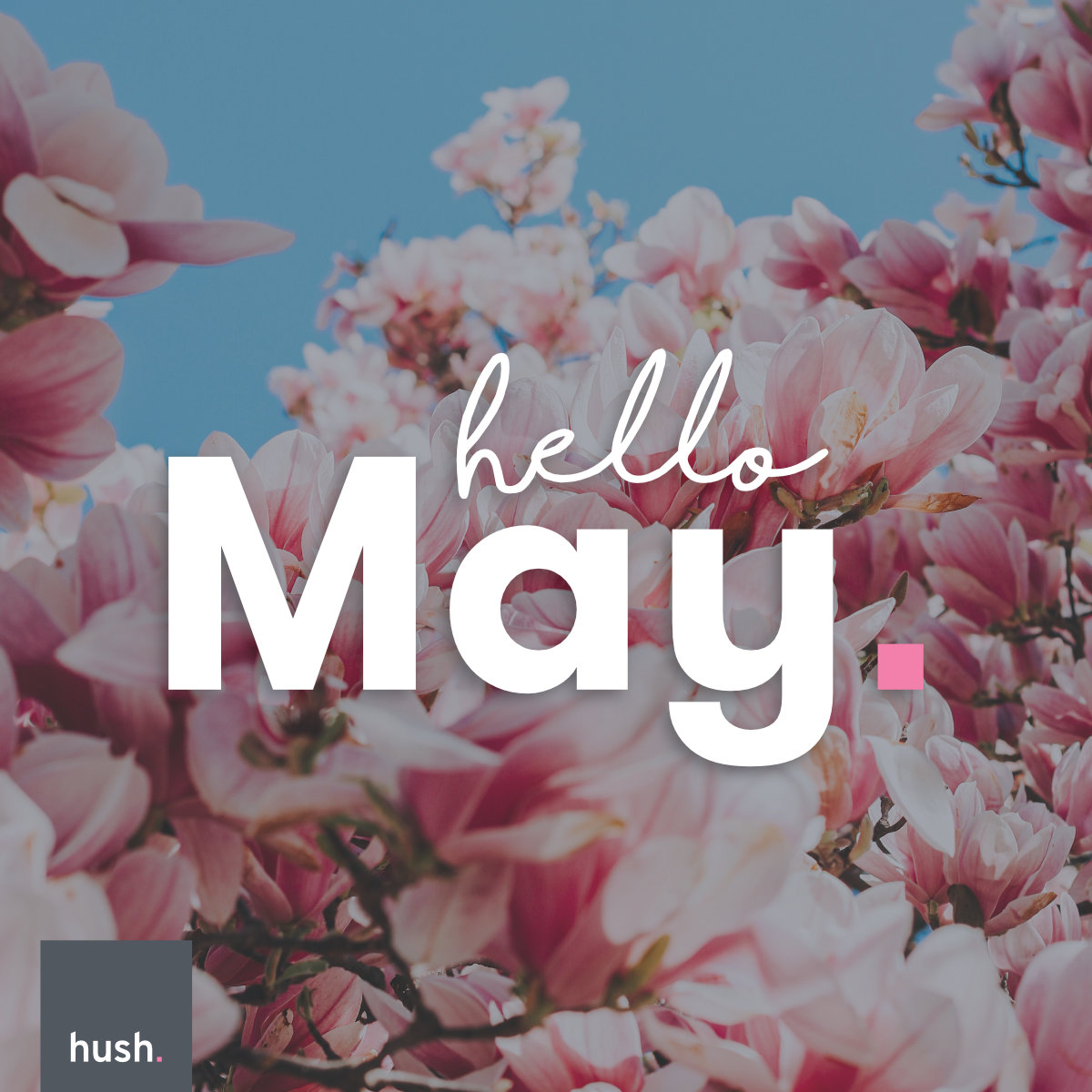 Hush Digital tweet media