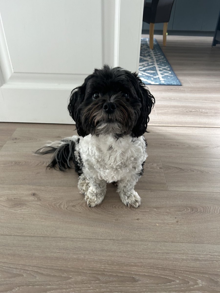 I know he’s my dog but Rocky is a handsome chap