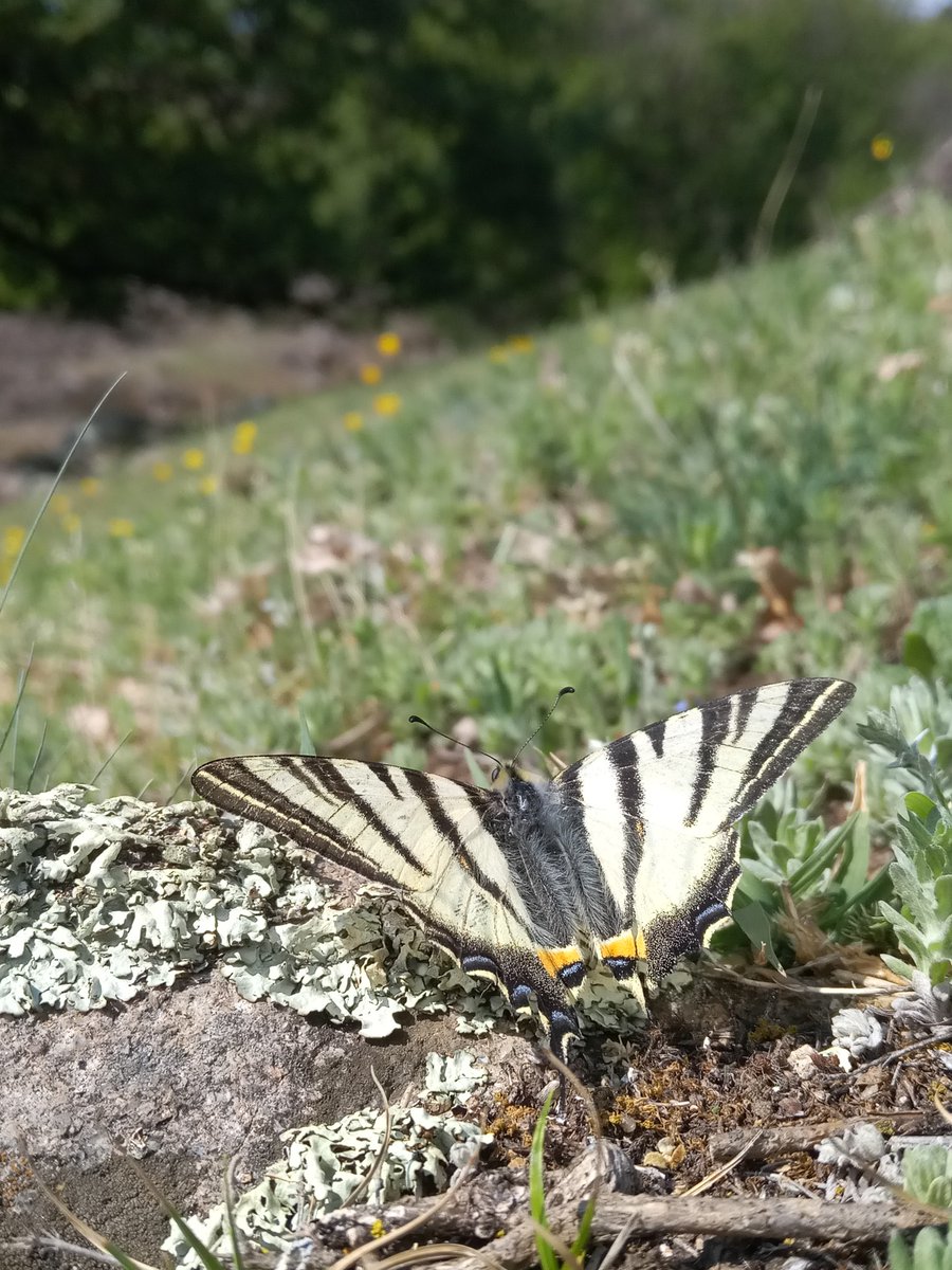 #Butterfly monitoring started this week for the 2023 season of #BiodiversityMonitoringSouthTyrol biodiversity.eurac.edu