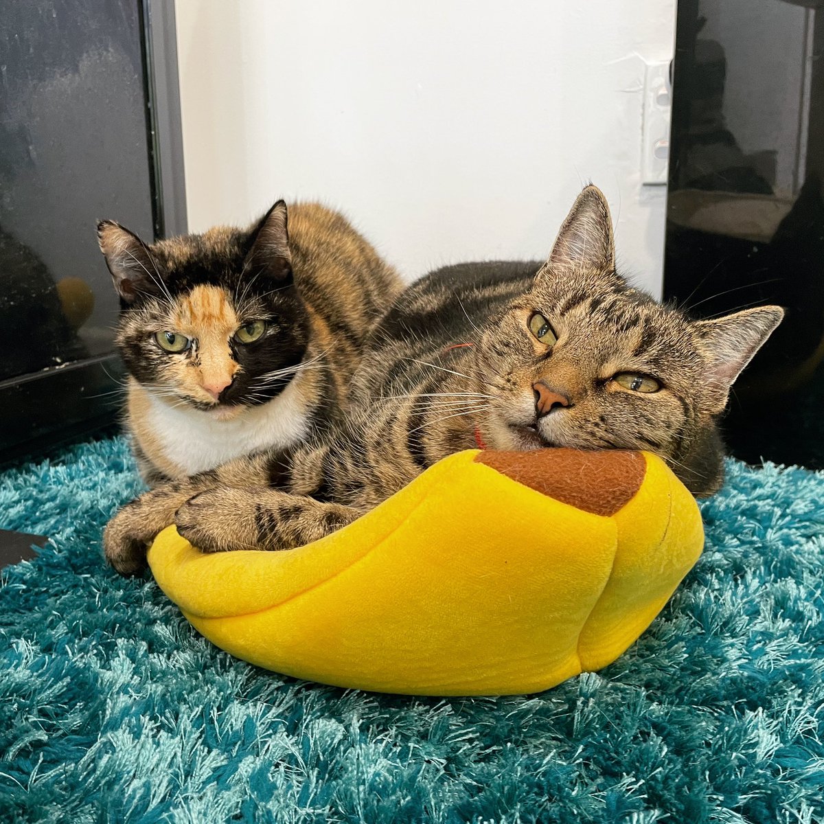 purrsandbeansnz's tweet photo. #Zuzu and #Woody are sailing into the weekend on their banana boat 🍌 

If you’re after a feline fix, come hang with our furry family and contribute towards their care ❤️ Book online meow! 

#catbuddies #weekendfun #supportsmall #nzsmallbusiness #socialenterprise #purrsandbeans https://t.co/gcIk4rXa84