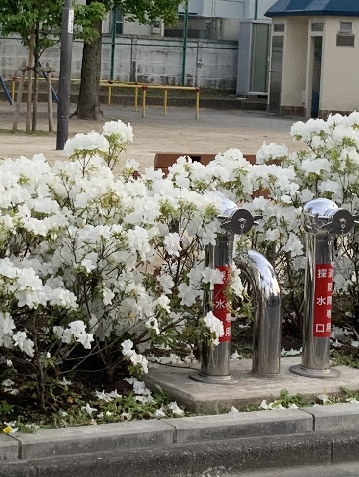 ずっと夏みたいな日がいい あと最近好きな花 https://t.co/qNR6IJvjWY