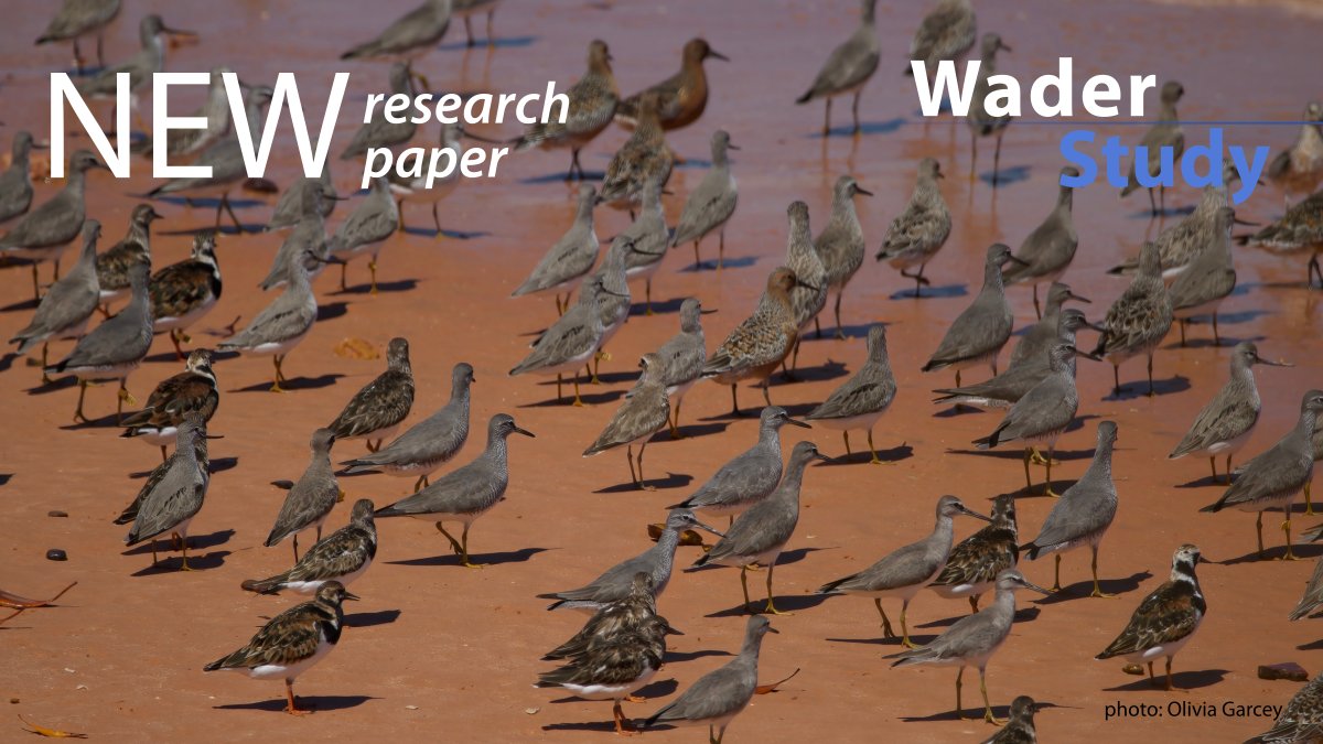 Wader Study tweet media