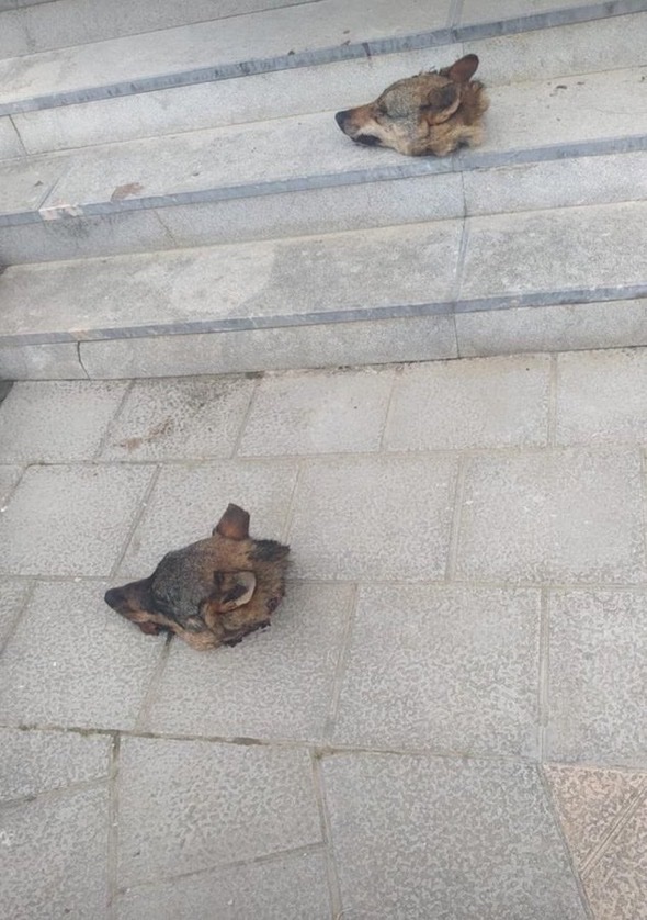 Aparecen dos cabezas de lobo en las escaleras que dan acceso al Ayuntamiento de #Ponga en #SanJuanDeBeleño #Asturias Coincidiendo con la visita al municipio del presidente Adrián Barbón y todos sus consejeros, <a href="/GobAsturias/">Principado de Asturias</a> <a href="/AdrianBarbon/">🌹 Adrián Barbón 💙💛</a>
 
+INFO: elfielato.es/articulo/comar…

#Mafia