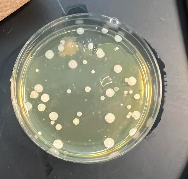 Berlin_Batman's tweet photo. We're gram staining in AP/ECE biology!  Students are taking their first step towards identifying their unknown bacteria samples. 🦠🔬 https://t.co/nZnhBURouW