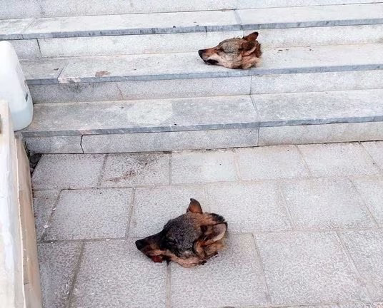 Aparecen cabezas de lobo frente q un ayuntamiento asturiano. Los jardinería del paisaje y la pedagogía del fuego atacan de nuevo a la biodiversidad. <a href="/AdrianBarbon/">🌹 Adrián Barbón 💙💛</a>  elfielato.es/articulo/comar… a través de @fielatoynora