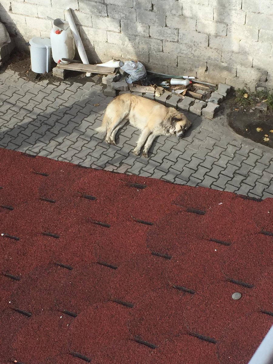 Ankara Patiliköy (@ankarapatiliky) on Twitter photo Hatay’da depremzede ailenin köpeği. Evleri yıkılmış. İmkanları tükenmiş. Darmadağın olmuşlar. Hataydakiler köpeği öldüreceğiz alın mahalleden diye baskı yapıyorlarmış. Can için çok acil nakil ve pansiyon sponsoru aranıyor. Lütfen onu ölüme terk etmeyelim. Aile desteğinizi Hatay’da depremzede ailenin köpeği. Evleri yıkılmış. İmkanları tükenmiş. Darmadağın olmuşlar. Hataydakiler köpeği öldüreceğiz alın mahalleden diye baskı yapıyorlarmış. Can için çok acil nakil ve pansiyon sponsoru aranıyor. Lütfen onu ölüme terk etmeyelim. Aile desteğinizi