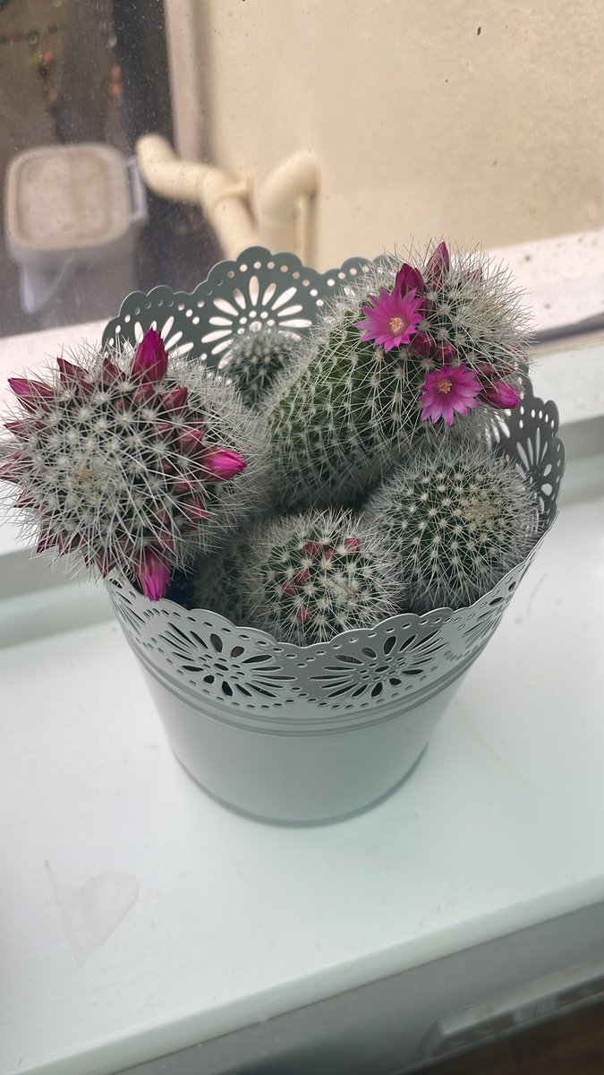 histpolstudent's tweet photo. After years of having this cactus it’s finally started to produce some beautiful flowers! https://t.co/lHkxe3W1Yr